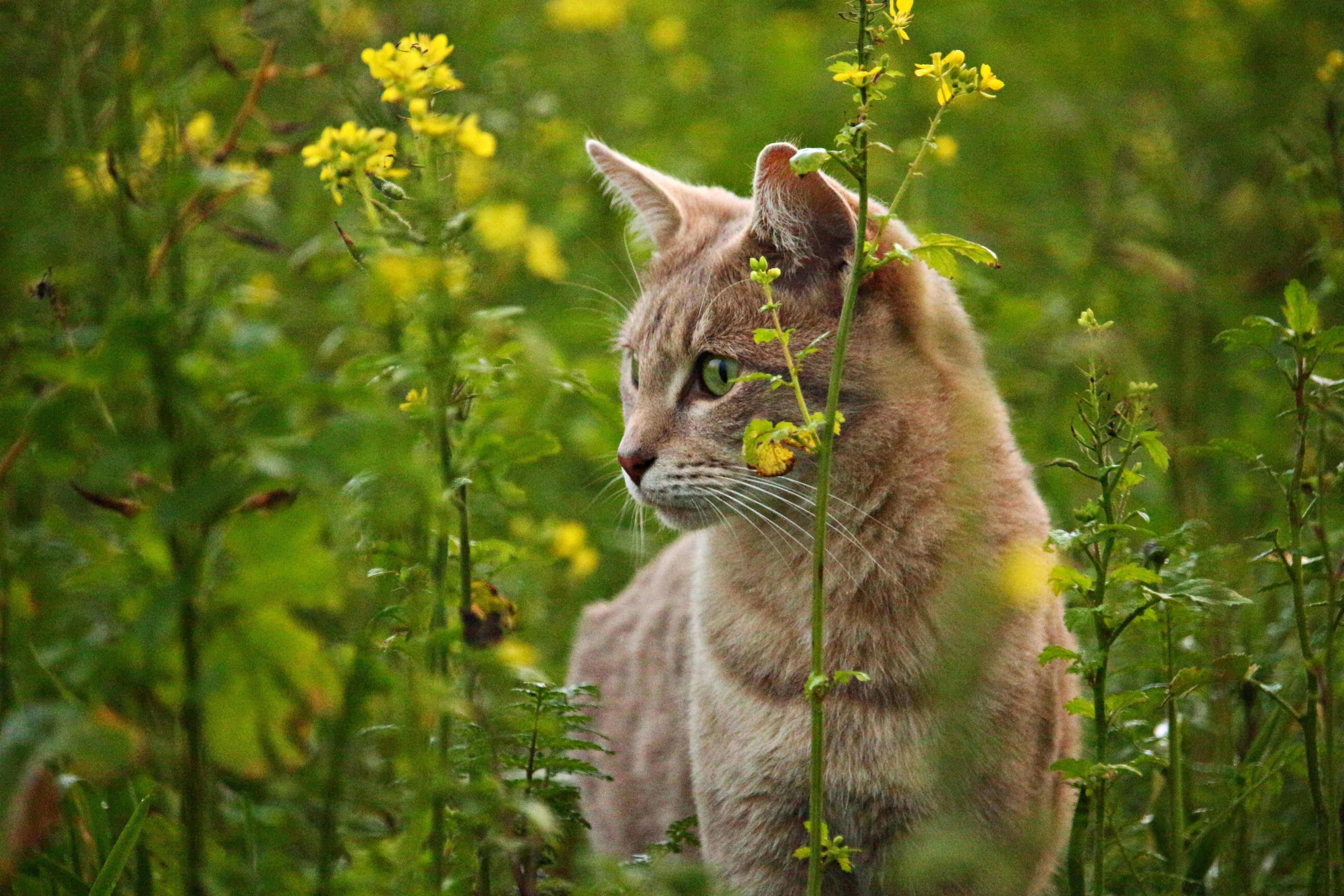 De basis voor gezonde kattenvoeding voor jouw kat