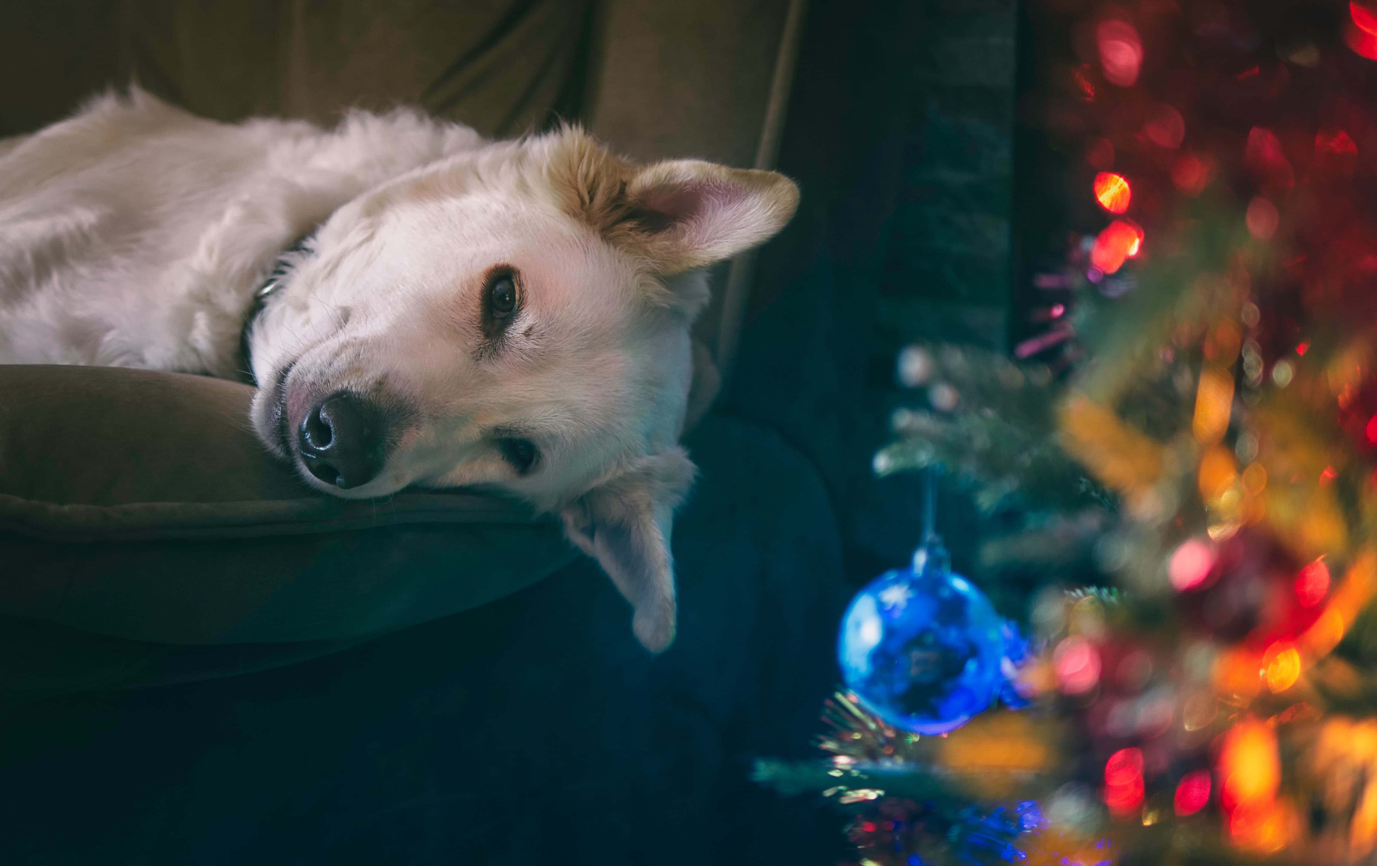 Kerstcadeau hond